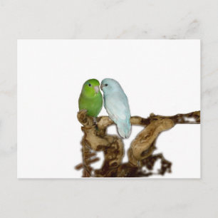 Green female and blue delute male postcard