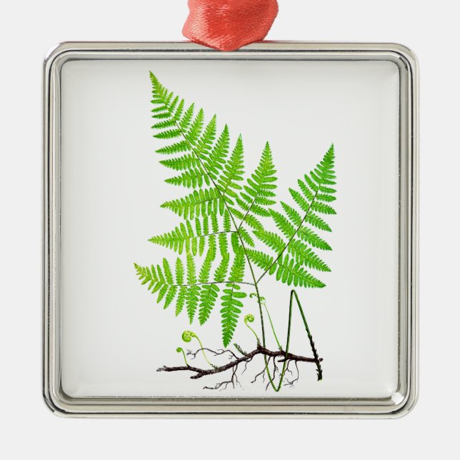 Green Fern Botanical Art Illustration Metal Tree Decoration (Front)