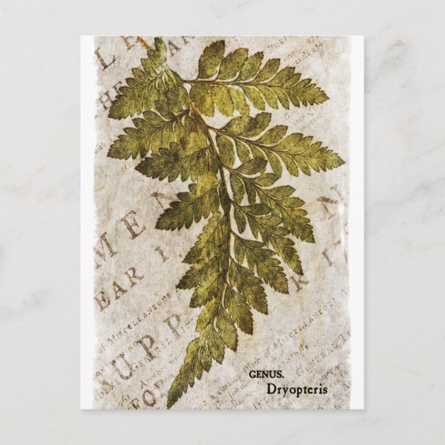 Green Fern Botanical Ferns Tropical Template Postcard (Front)