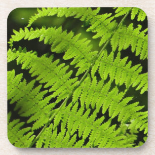 Green fern coaster