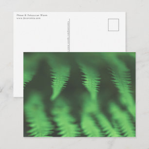 Green Fern Floral Nature Photo Postcard