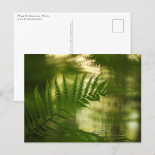 Green Fern Floral Nature Photo Postcard