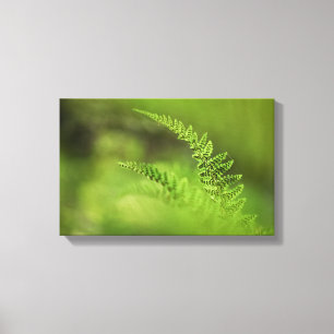 Green Fern Frond Nature Photo Canvas Print