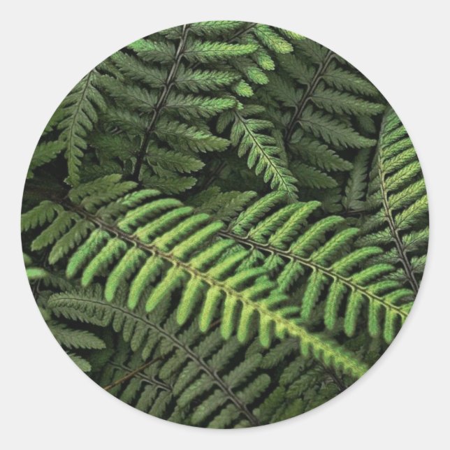 Green fern leaves classic round sticker (Front)
