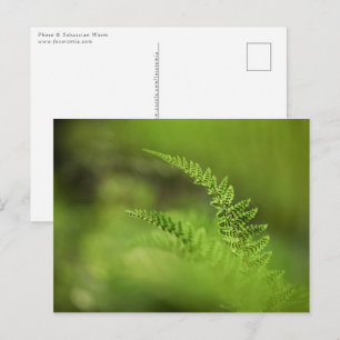 Green Fern Nature Floral Postcard