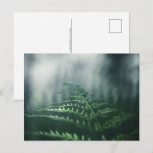 Green Fern Nature Photo Holiday Postcard