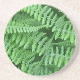 Green Fern Pattern Nature Drink Coaster