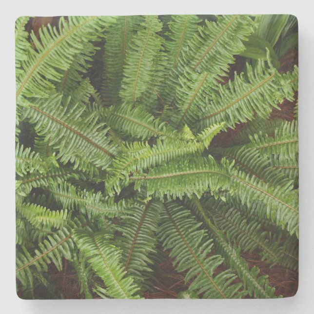 Green Fern Texture, Stone Coaster (Front)