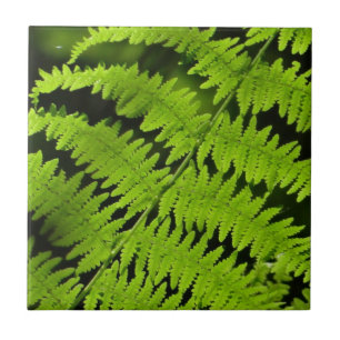 Green fern tile
