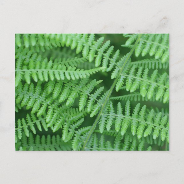 Green Ferns Nature  Postcard (Front)