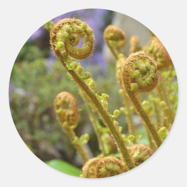 Green fiddlehead fern leaves classic round sticker (Front)