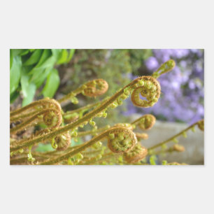Green fiddlehead fern leaves rectangular sticker