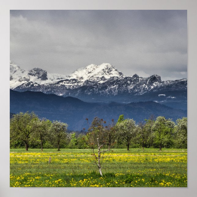 Green field with snowy alps poster (Front)