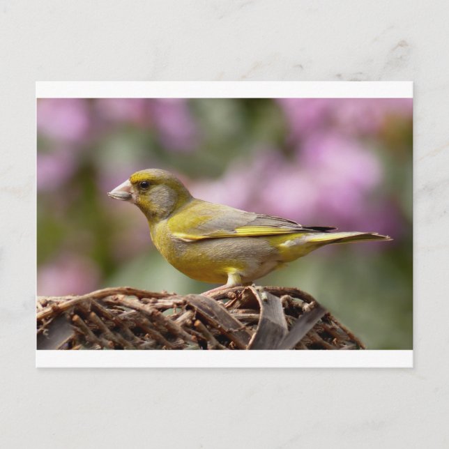 Green Finch Postcard (Front)