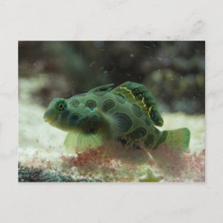 Green Fish Postcard
