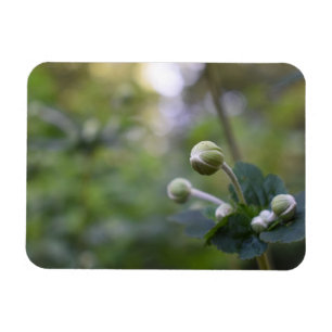 Green Flower Bud Garden Nature Photography Floral Magnet