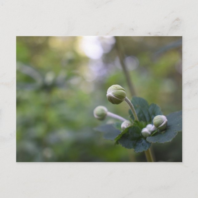 Green Flower Bud Garden Nature Photography Floral Postcard (Front)