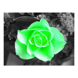 Green Flower Head with Dark Background (2) Photo Print