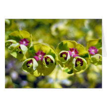 Green & Flowering 105