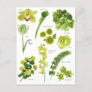 Green Flowers Postcard