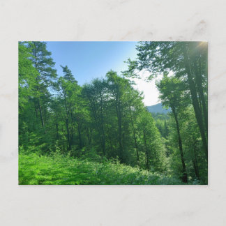 Green Forest Landscape Photography Postcard