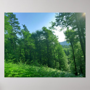 Green Forest Landscape Photography   Poster