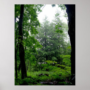Green Forest Summer Photography Poster