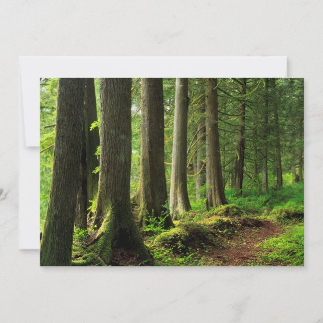 Green Forest Trail Scenic Thank You Card (Front)
