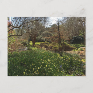 Green Forest with Yellow Flowers Postcard