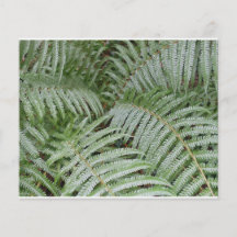 Green Fouère Flyer