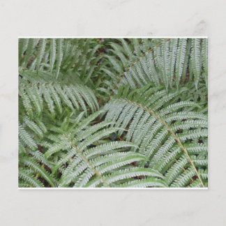 Green Fouère Flyer