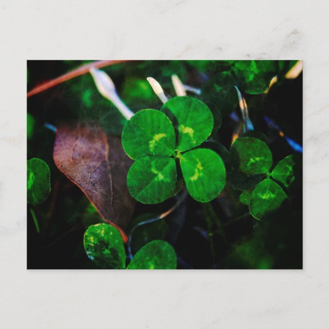 Green Four Leaf Clover Lucky Postcard (Front)