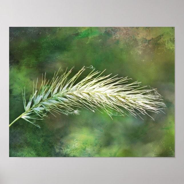 Green Foxtail Photographic Art Print (Front)