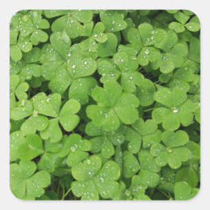 Green fresh shamrock, lucky St. Patricks Square Sticker