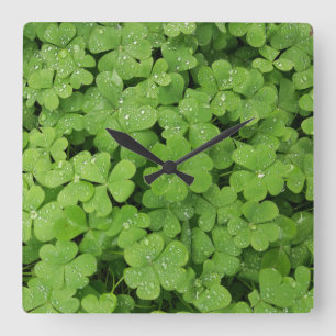 Green fresh shamrock, lucky St. Patricks Square Wall Clock