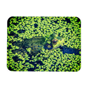 Green Frog Amphibians Frogs Duckweed Pond Life Magnet