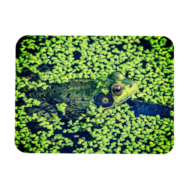 Green Frog Amphibians Pond Life Magnet (Horizontal)