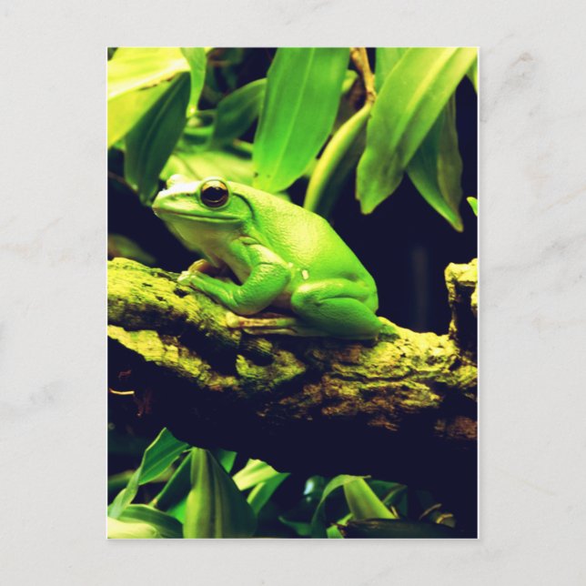 Green Frog Animal Postcard (Front)