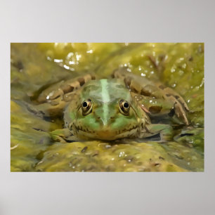 Green Frog Camouflaged Against Weathered River Bed Poster
