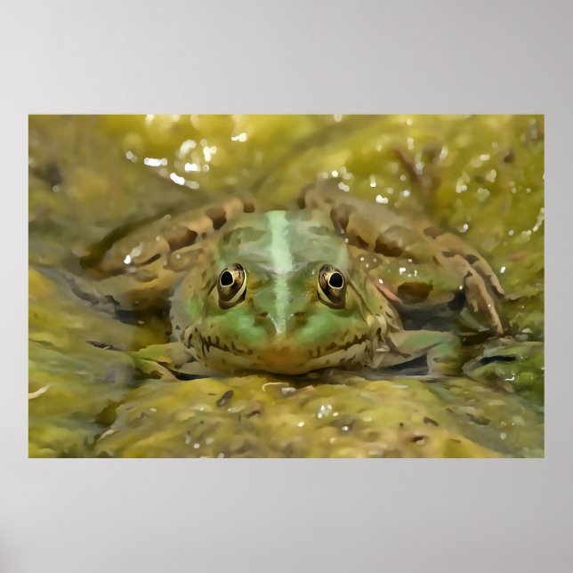 Green Frog Camouflaged Against Weathered River Bed Poster (Front)