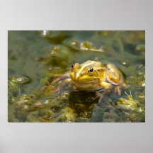 Green Frog In Shallow Water Acrylic Painting