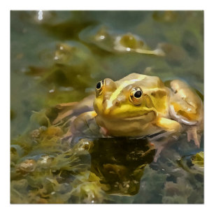 Green Frog In Shallow Water Acrylic Painting Poster