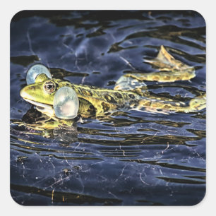 Green Frog in the Pond Square Sticker