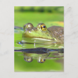 Green Frog Postcard