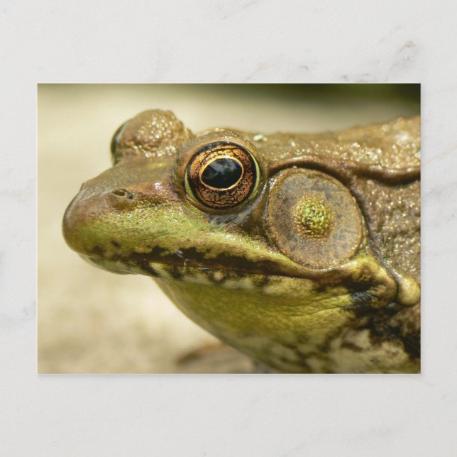 Green Frog Postcard (Front)