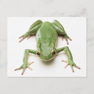 Green-Frog Postcard