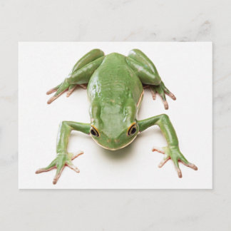 Green-Frog Postcard