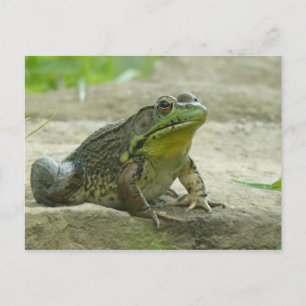 Green Frog. Postcard