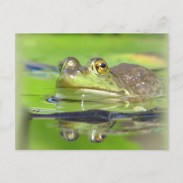 Green Frog Postcard (Front)