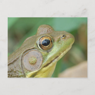 Green Frog Postcard. Postcard
